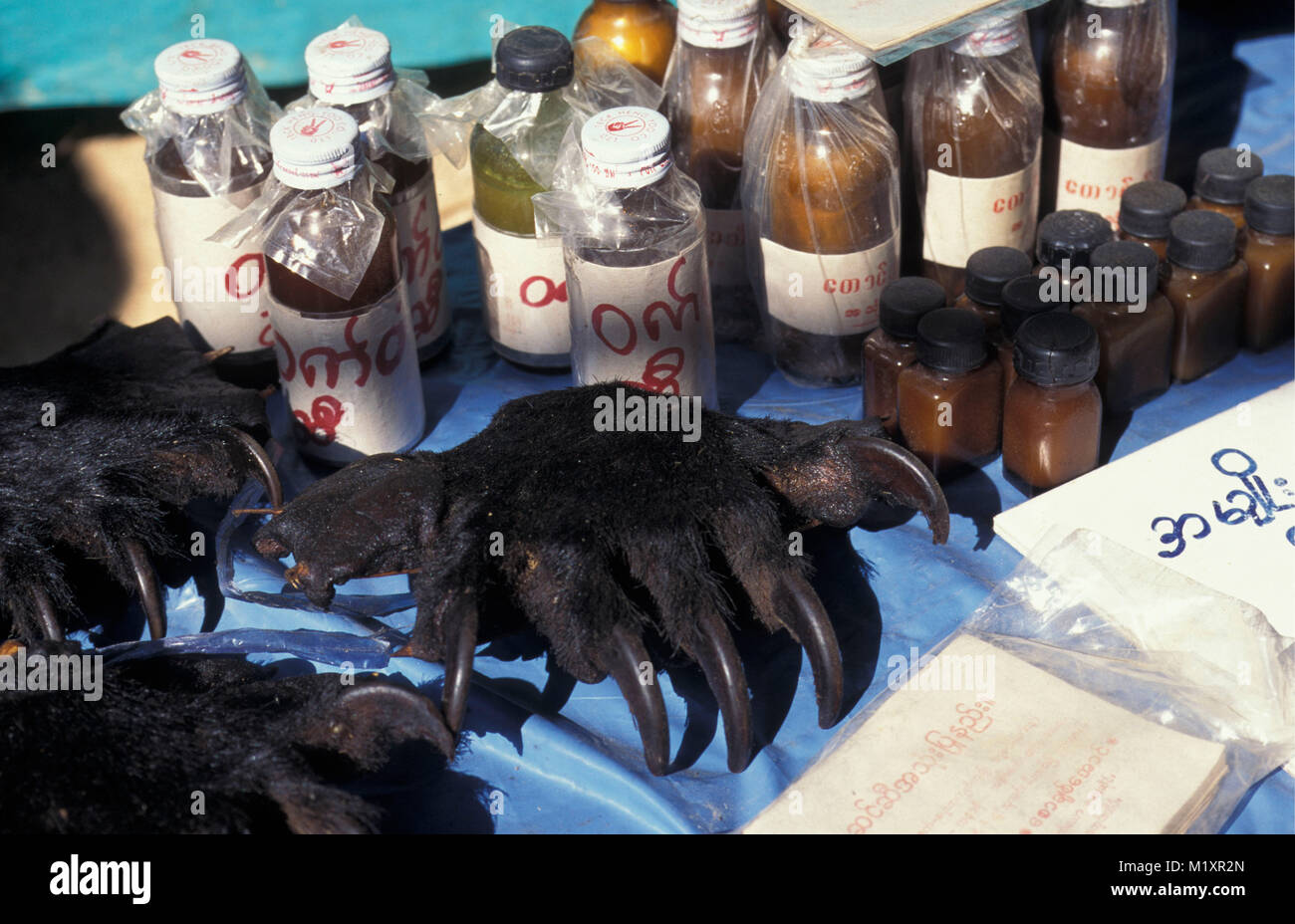 Myanmar (Birmanie). Kyaiktyo au Golden rock (bouddhisme). Boutique de la médecine. Les produits issus d'animaux. Griffes de l'ours noir de l'Himalaya (selenarctos thibetanus). Banque D'Images