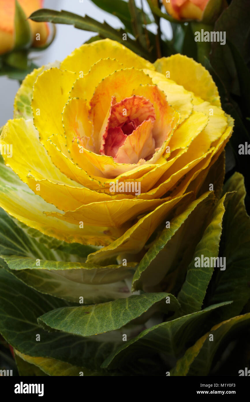 Chou ornemental de jaune, orange et vert feuilles (Brassica oleracea) Banque D'Images