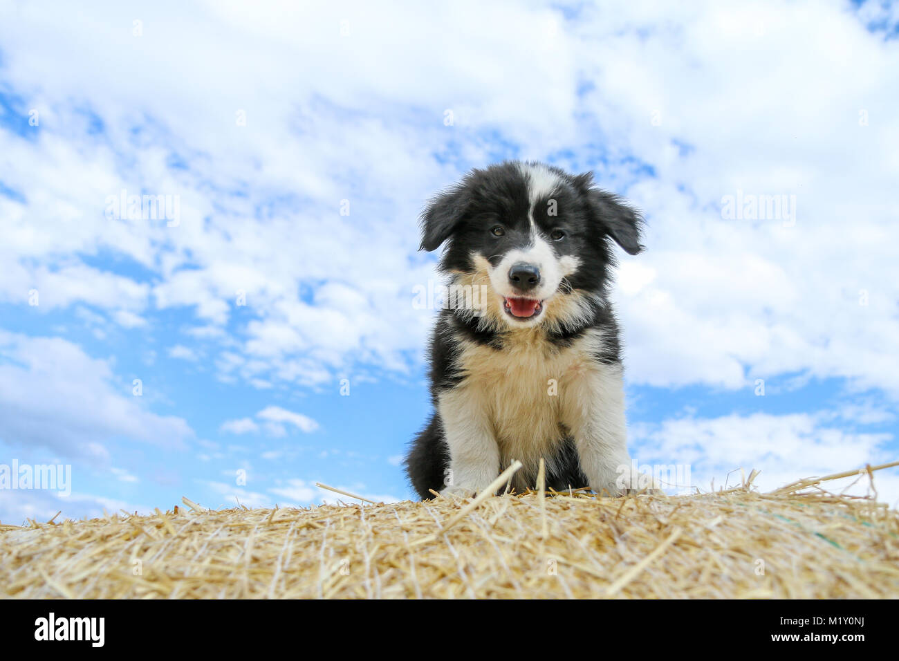 Un portrait photo d'un chiot mignon de Border Collie. Il est ooking heureux et satisfaits. Comme il est souriant. Banque D'Images