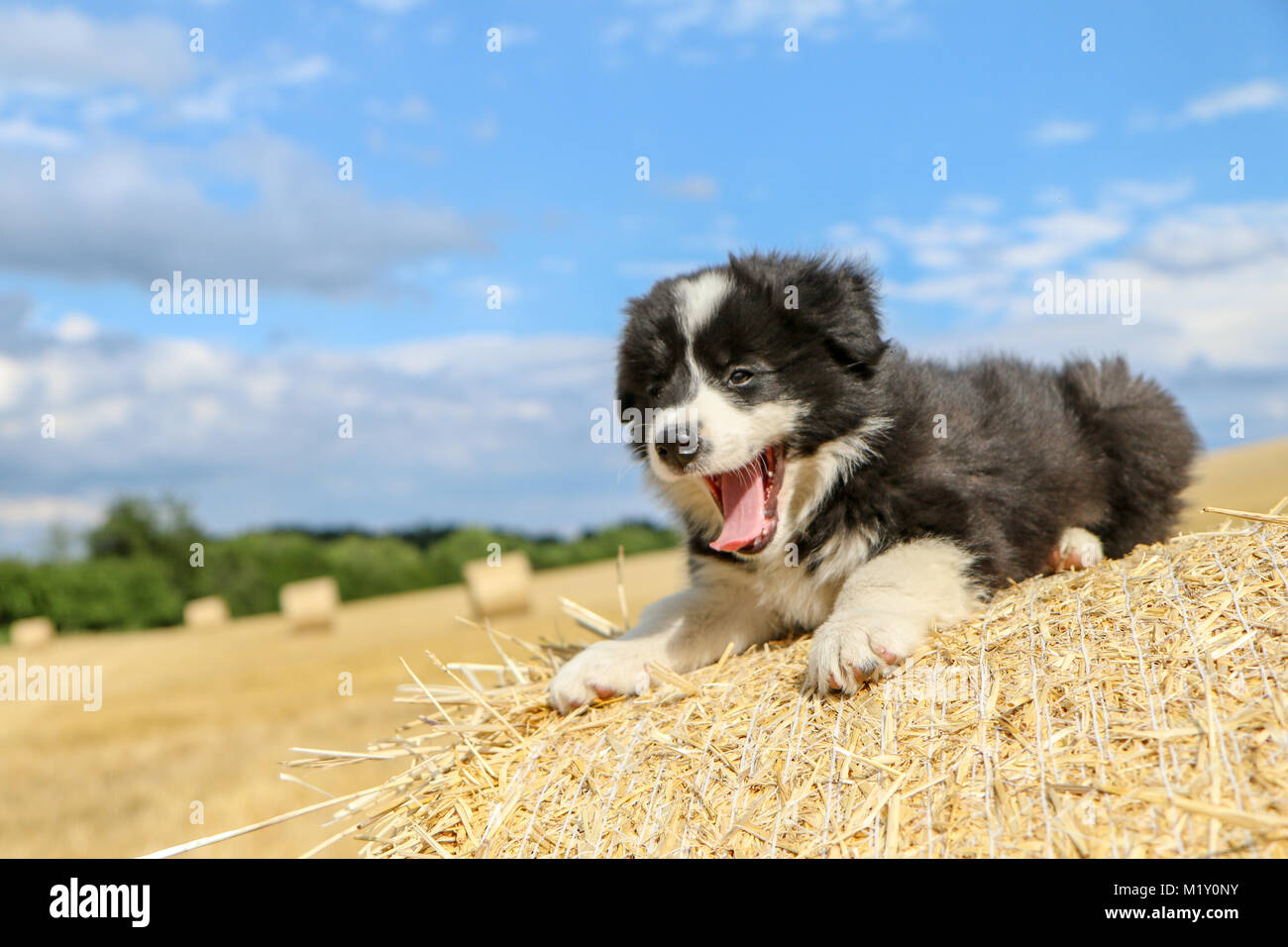 Un portrait photo d'un chiot mignon de Border Collie. Il est ooking heureux et satisfaits. Comme il est souriant. Banque D'Images