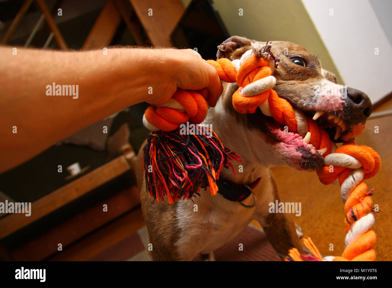 Un American Staffordshire terrier joue avec une corde. Il la tient dans ses mâchoires avec une grande force. Il est heureux et satisfait. Banque D'Images