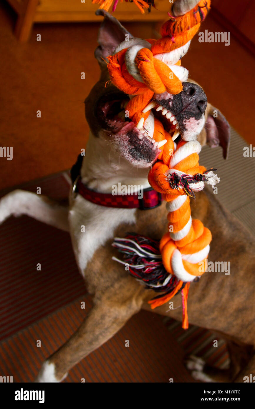 Un American Staffordshire terrier joue avec une corde. Il la tient dans ses mâchoires avec une grande force. Il est heureux et satisfait. Banque D'Images
