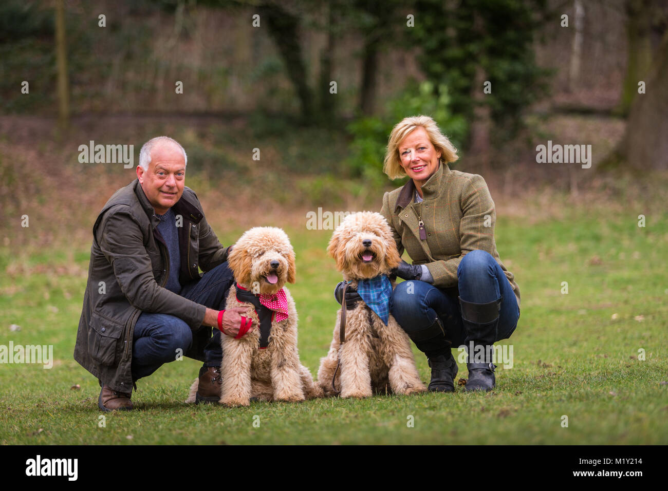 Vieux couple d'âge moyen avec deux chiens goldendoodle dans le parc, sous contrôle Banque D'Images