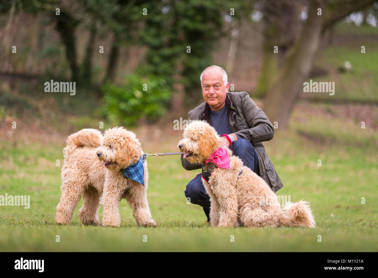 Homme d'âge moyen avec deux chiens goldendoodle dans le parc sous contrôle Banque D'Images