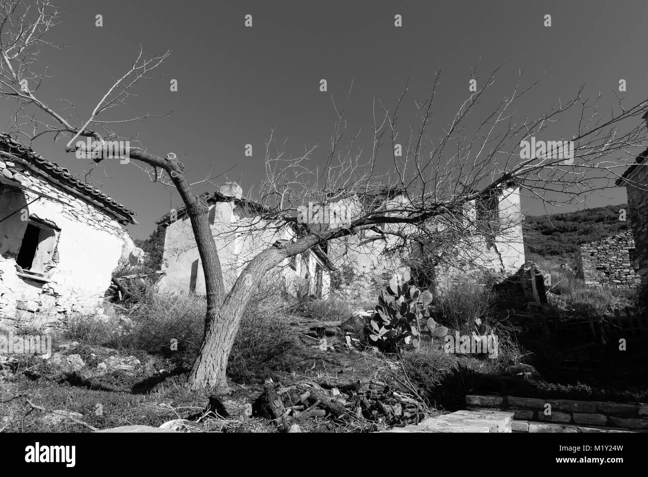 Photo en noir et blanc de la maison en ruine et un arbre Banque D'Images