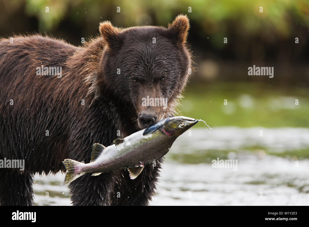 Un ours brun se nourrit de la fraie du saumon rose saumon dans un ruisseau dans le port de l'île de l'amirauté d'Aubaine National Monument dans le sud-est de l'Alaska. Banque D'Images