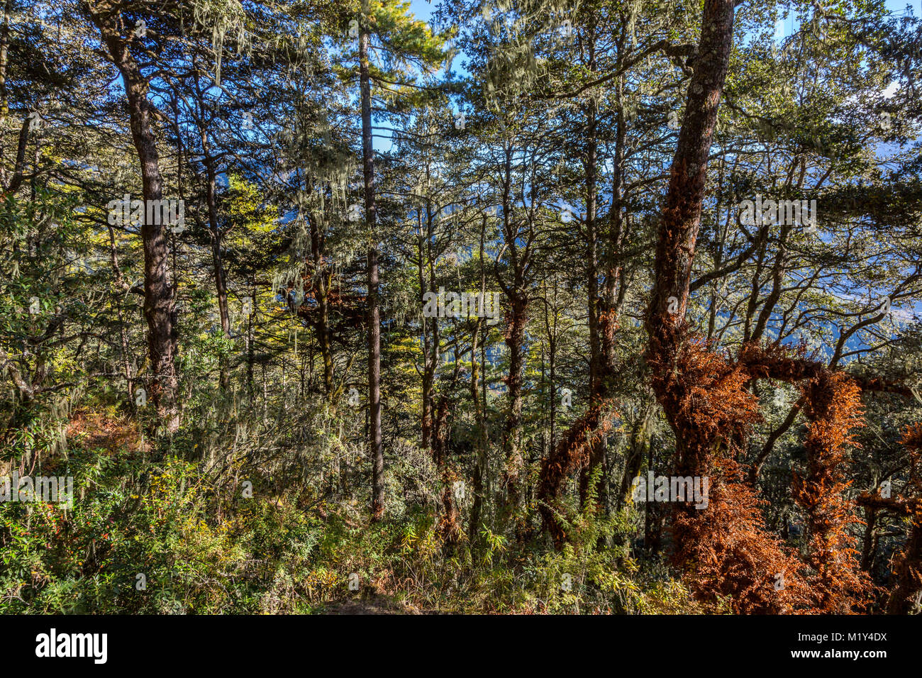 Paro, Bhoutan. Dans les forêts du Bhoutan Himalayan Foothills. Banque D'Images