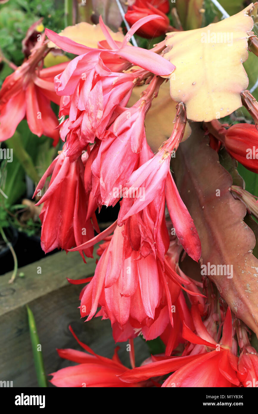 Close up of Epiphyllum ou cactus orchidée fleurs flétrissent Banque D'Images