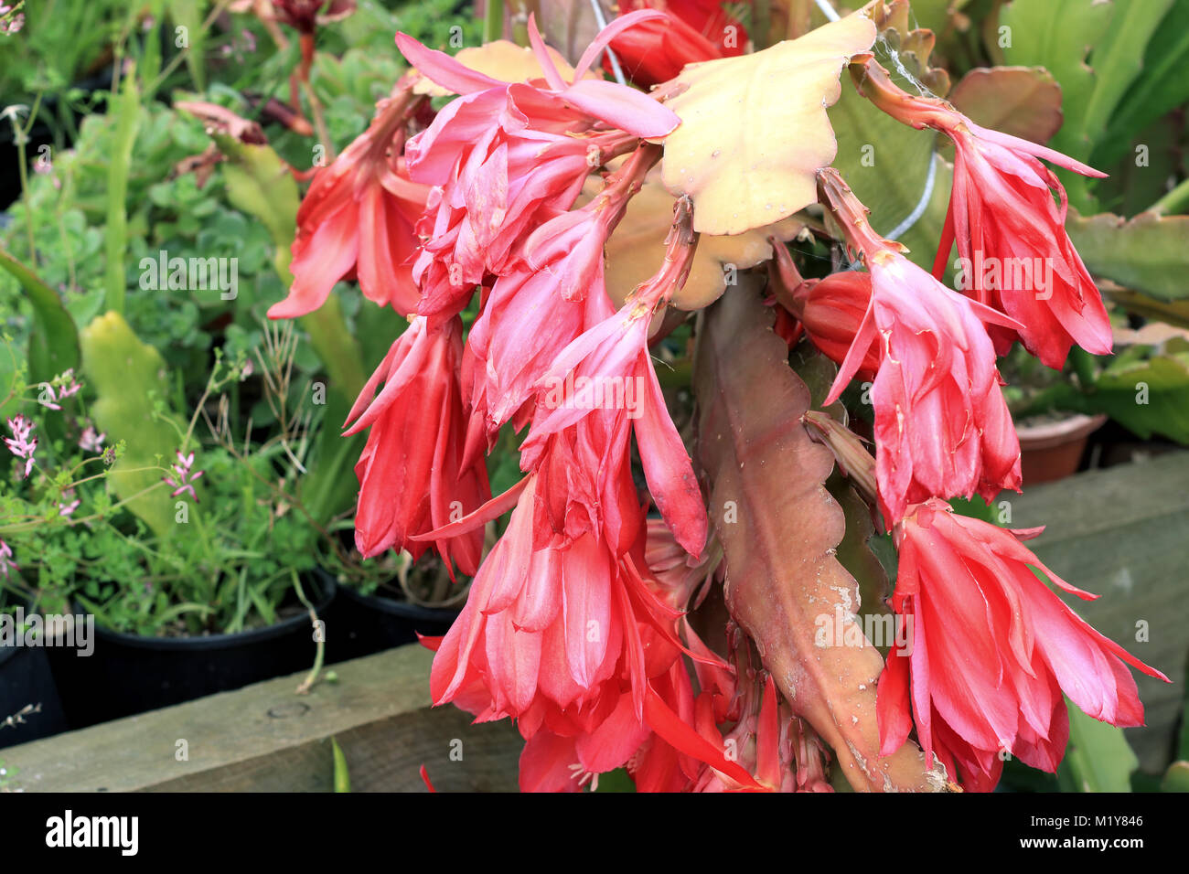 Close up of Epiphyllum ou cactus orchidée fleurs flétrissent Banque D'Images