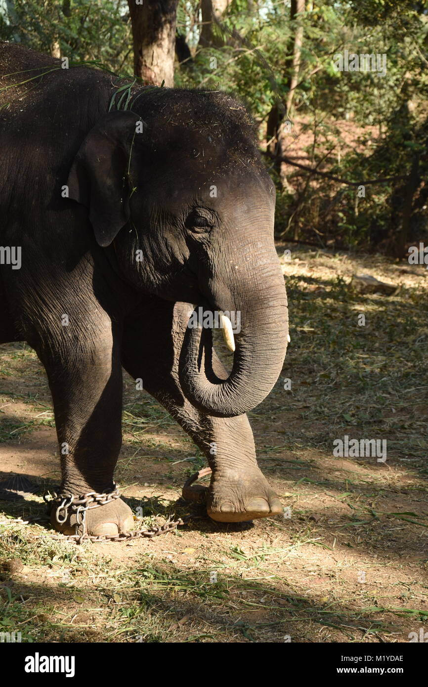 Jumbo Elephant Zoo Banque D Image Et Photos Alamy