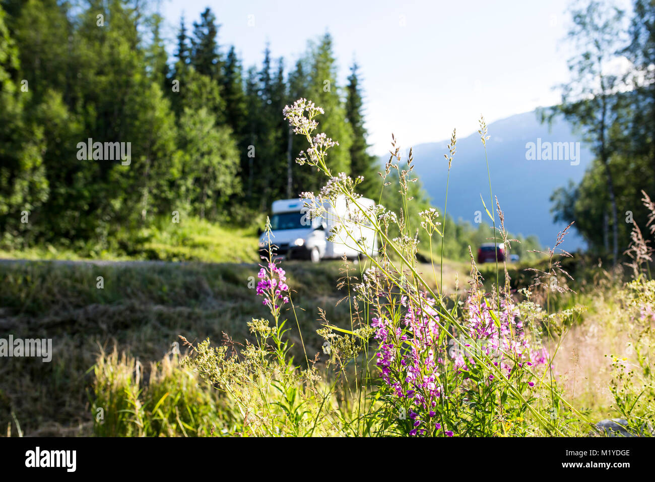Photo de fleurs avec voiture et camion à l'arrière-plan. Banque D'Images