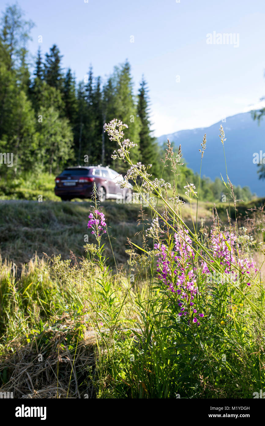 Photo d'une route et de location avec des fleurs au premier plan. Banque D'Images