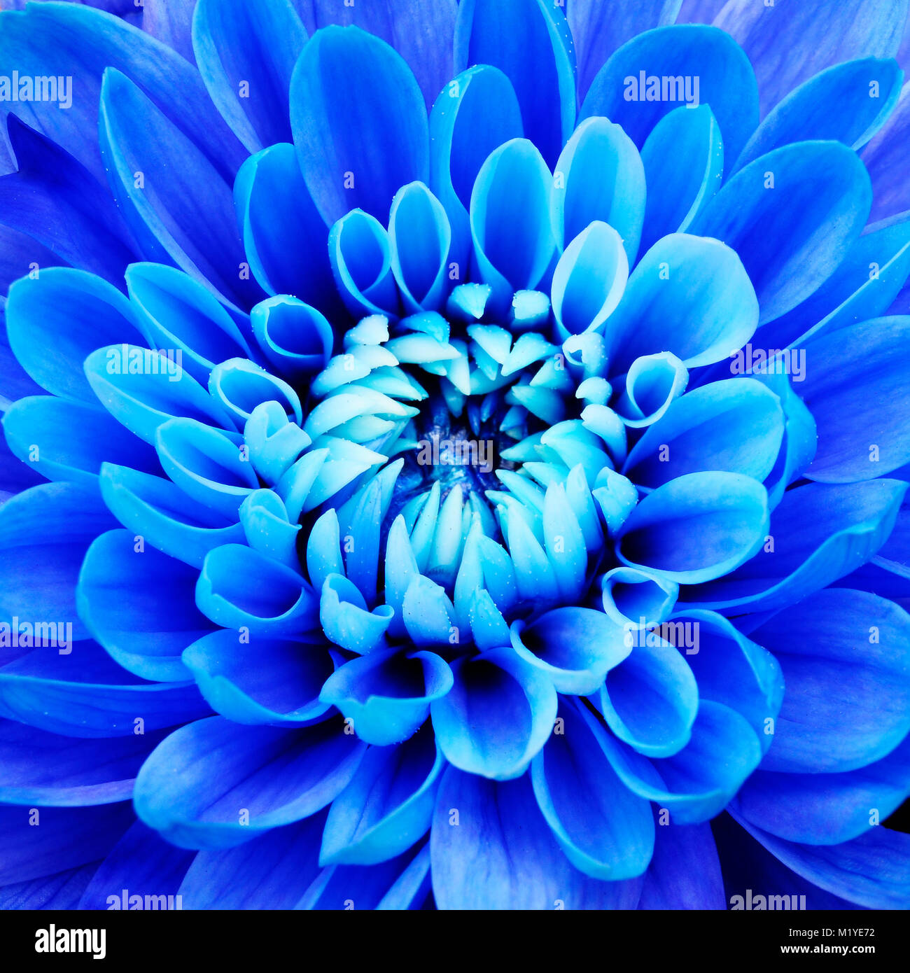 Fleur fond bleu, aster avec pétales bleu pour floral background Banque D'Images