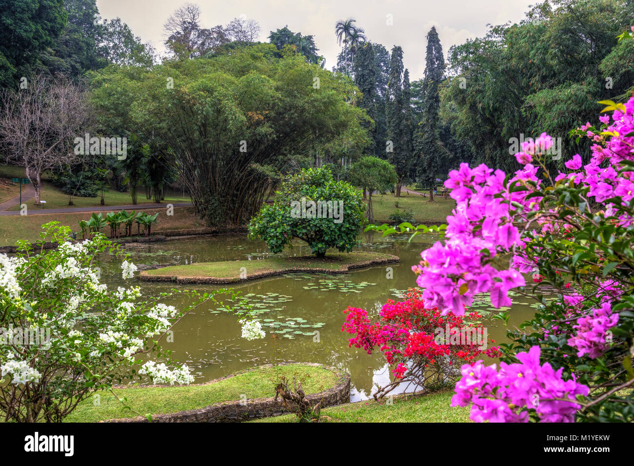 Jardins botaniques royaux, Peradeniya, Kandy, Province du Centre, au Sri Lanka, en Asie Banque D'Images