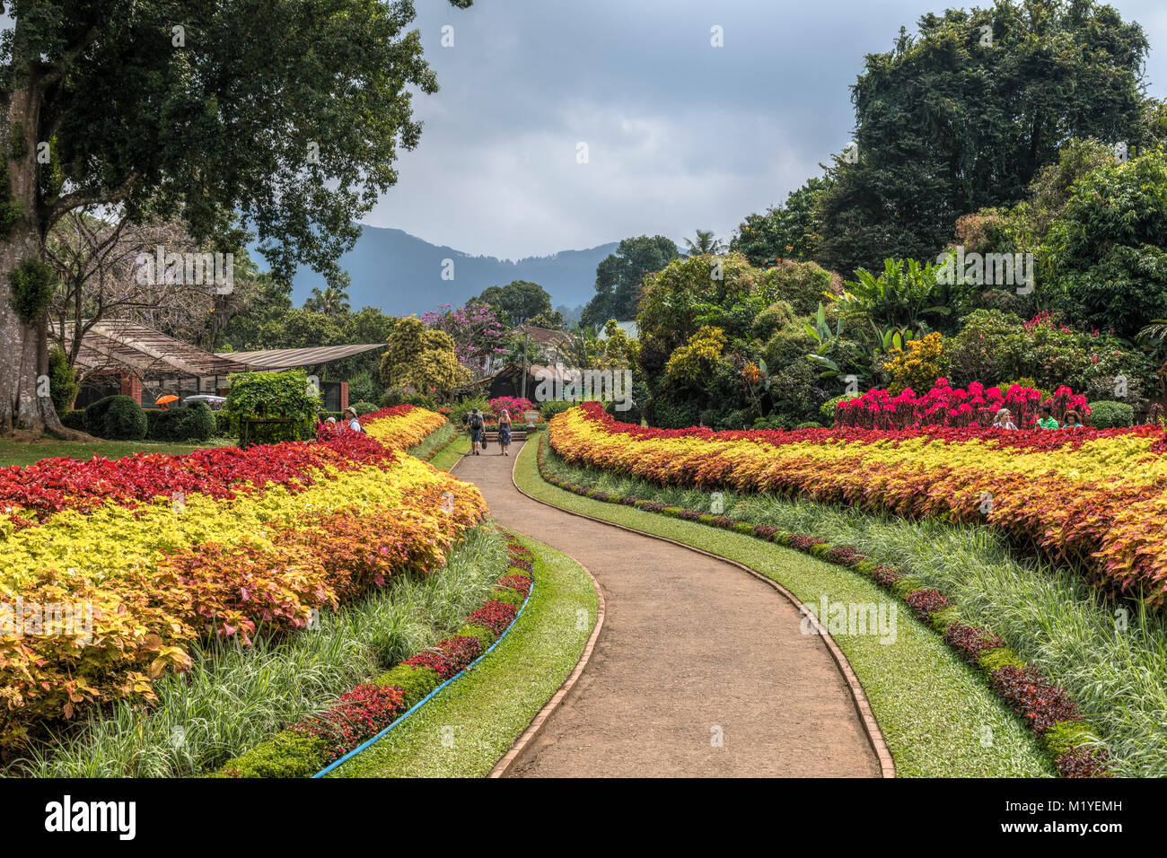 Jardins botaniques royaux, Peradeniya, Kandy, Province du Centre, au Sri Lanka, en Asie Banque D'Images
