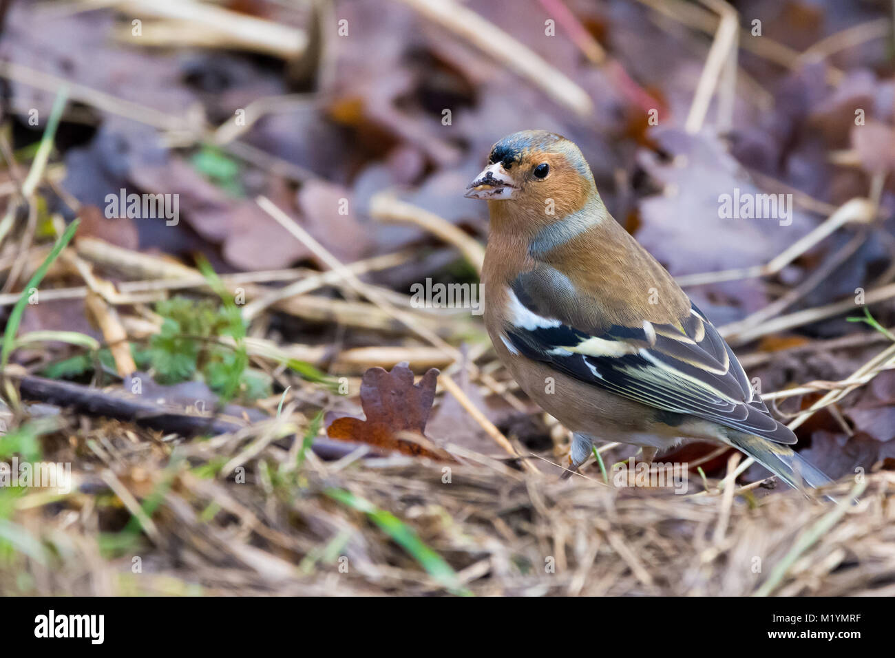 Chaffinch nourriture sur l'alimentation à la masse Attenborough Nature Reserve, Nottingham, Royaume-Uni Banque D'Images