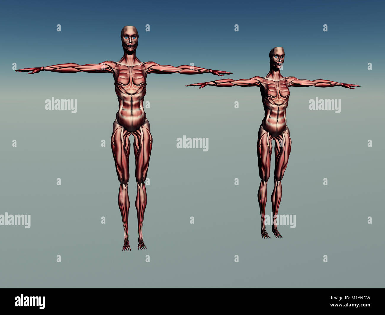 Mâles et femelles adultes dans la musculature humaine Banque D'Images