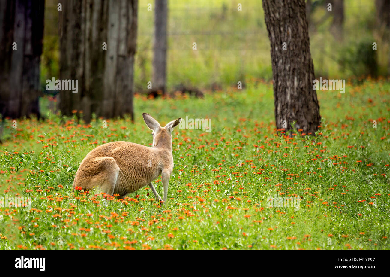 Un kangourou de noir et de blanc sur son visage - la marque commerciale d'un kangourou rouge (Macropus rufus). C'est regarder en arrière vers la clôture à la Banque D'Images