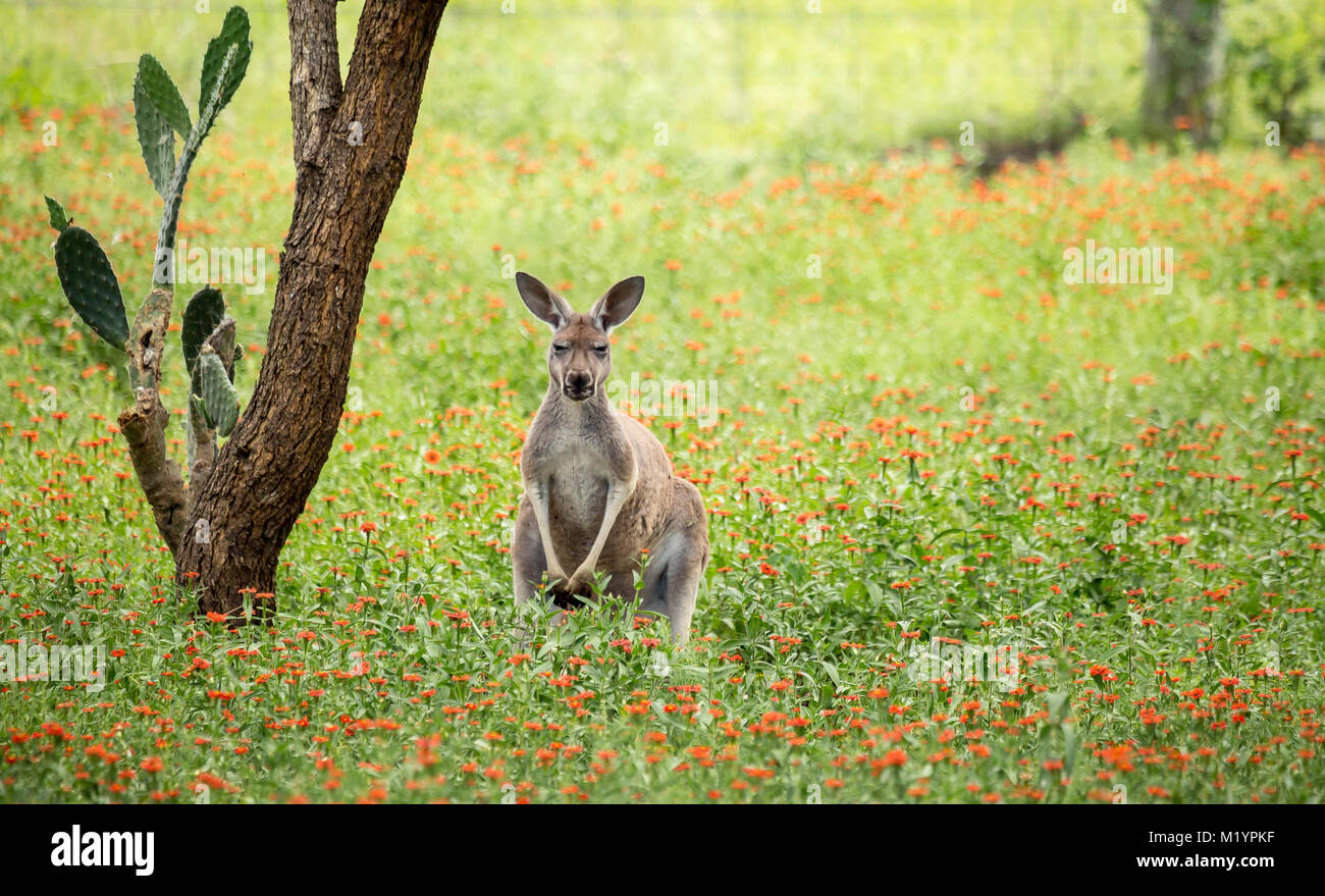 Un kangourou de noir et de blanc sur son visage - la marque commerciale d'un kangourou rouge (Macropus rufus). Il est debout et à l'avant. Banque D'Images