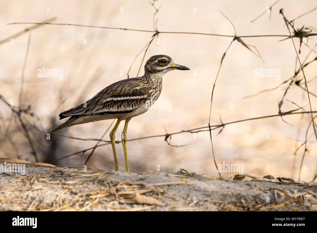 Profil de Bruant à gorge blanche, les burins bistriatus, debout sur le terrain dans le Parc National de Bandhavgarh, Madhya Pradesh, Inde Banque D'Images