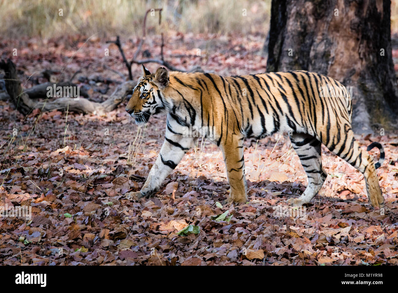 Deux ans wild tigre du Bengale, Panthera tigris tigris, randonnée pédestre dans la Réserve de tigres de Bandhavgarh, Madhya Pradesh, Inde Banque D'Images