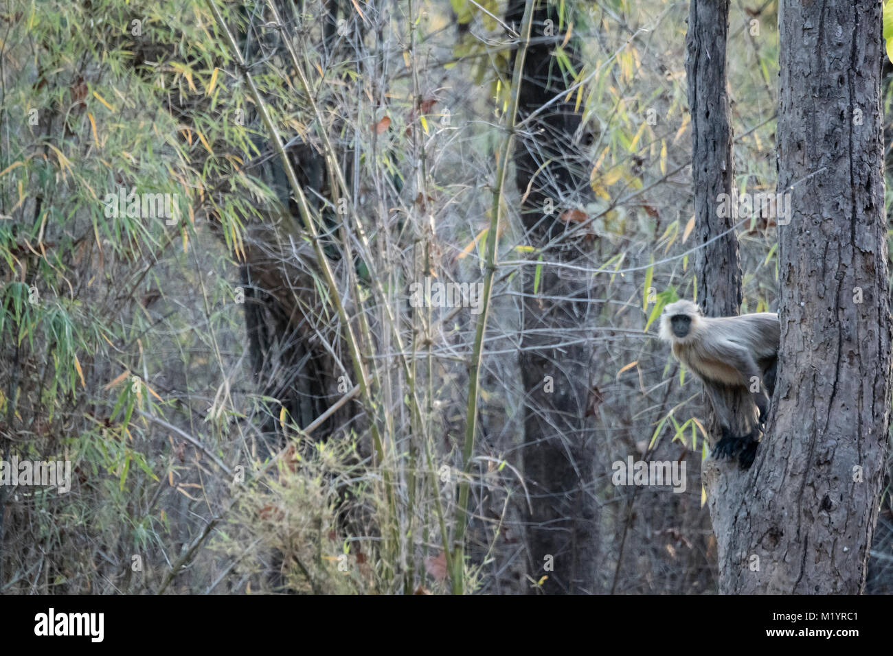 Un seul et unique ou Hanuman Langur gris, Semnopithecus, peeking avec prudence à partir d'un arbre dans la Réserve de tigres de Bandhavgarh, Madhya Pradesh, Inde Banque D'Images