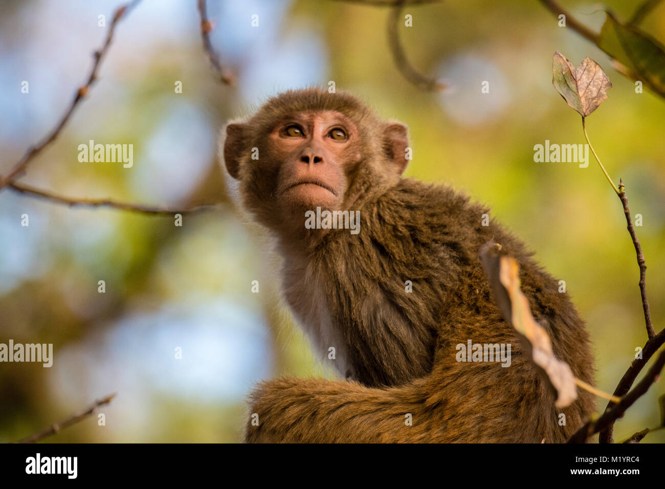 Portrait d'un macaque rhésus sauvages adultes, Macaca mulatta, looking up, Bandhavgarh National Park, le Madhya Pradesh, Inde Banque D'Images