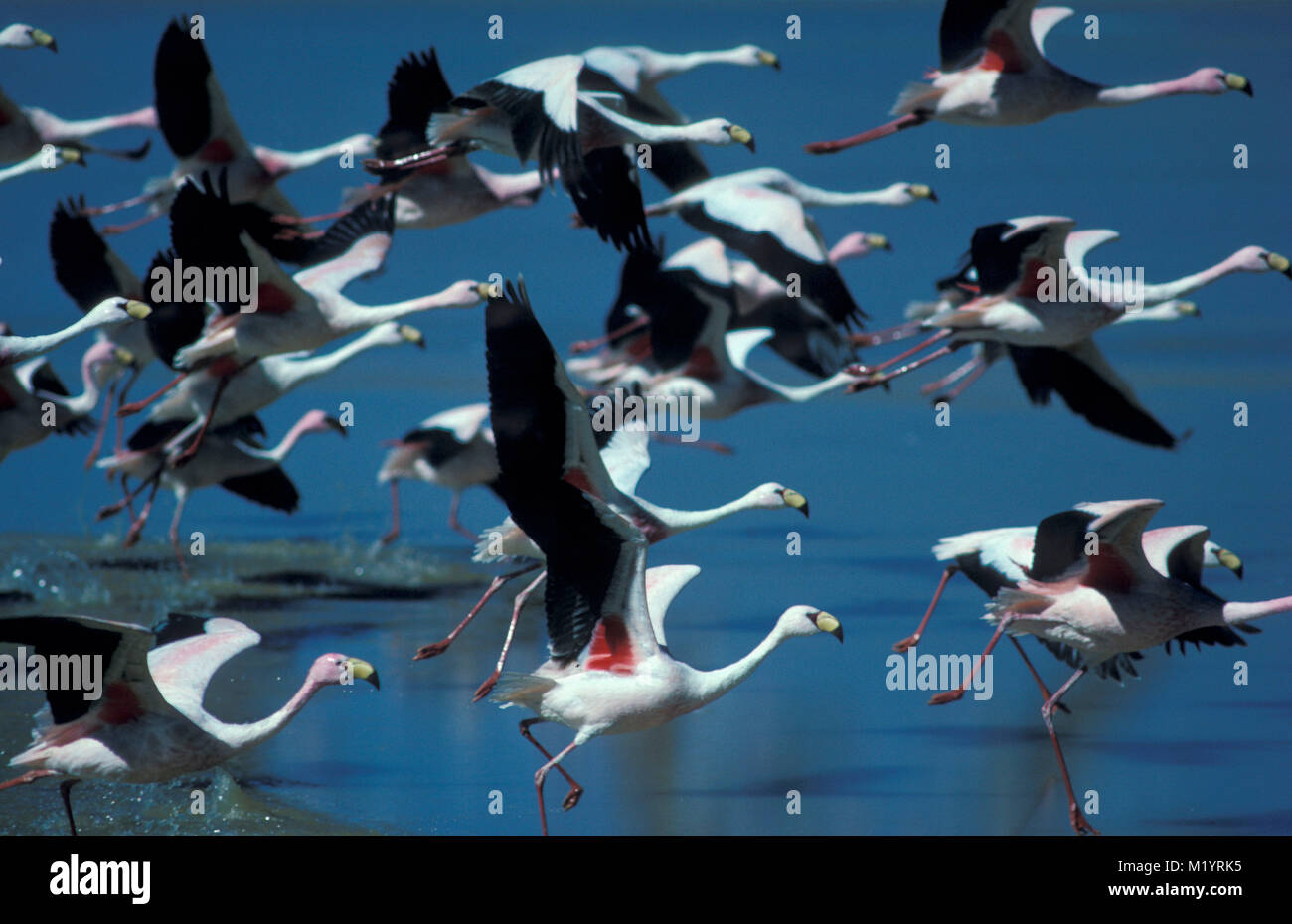 La Bolivie. Uyuni. Salar de Uyuni. D'Uyuni. James (Phoenicoparrus jamesi) flamants en vol. Décollant de lac. Banque D'Images