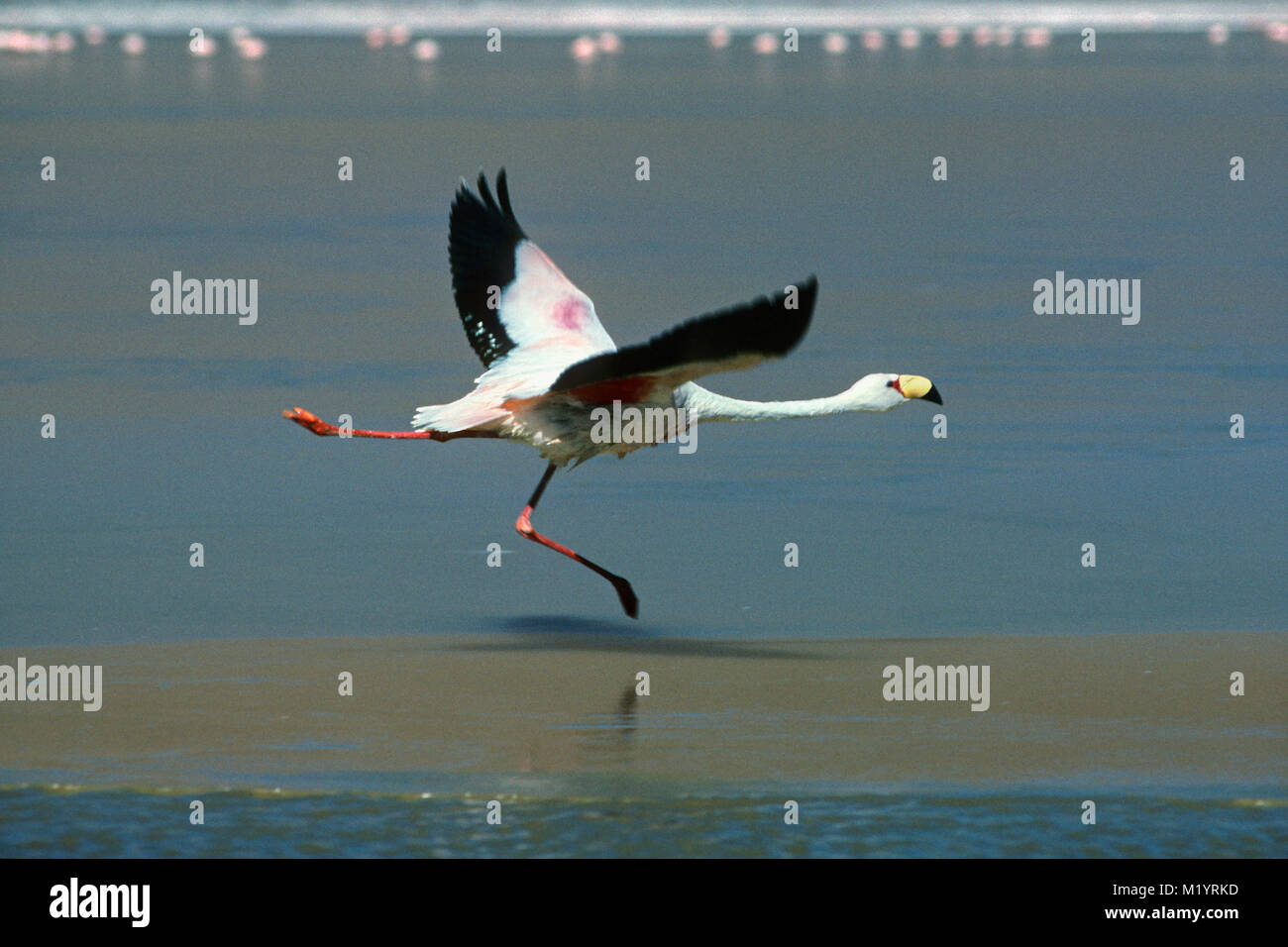 La Bolivie. Uyuni. Salar de Uyuni. D'Uyuni. James (Phoenicoparrus jamesi) flamingo en vol. Décollant de lac. Banque D'Images