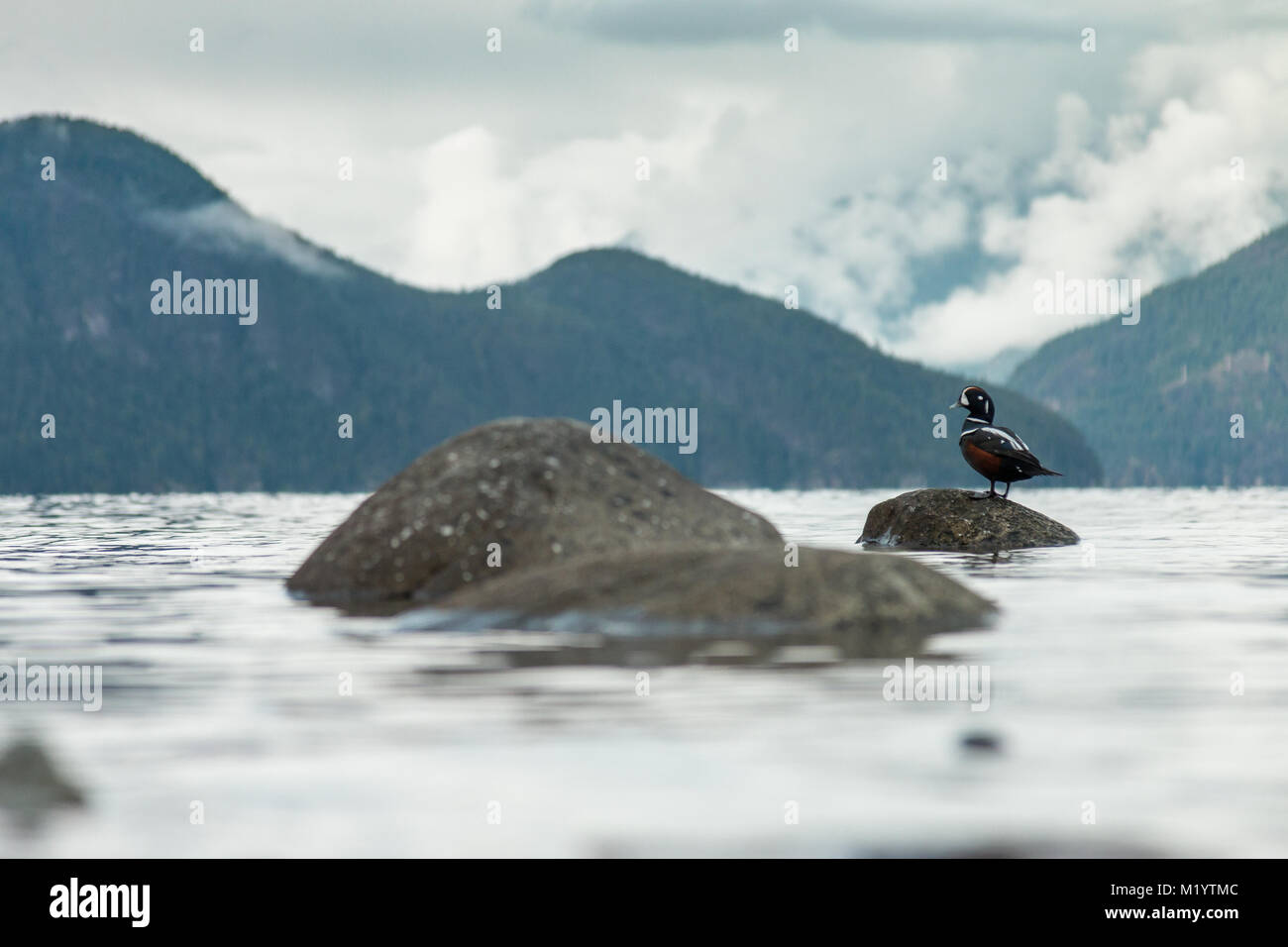Le canard arlequin assis sur un rocher à Porteau Cove, C.-B. Banque D'Images