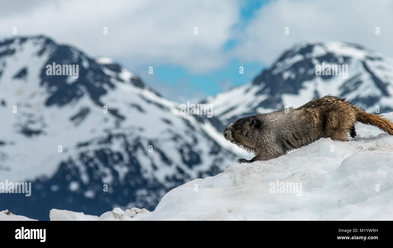 Marmotte de sifflement sur le murs de glace Banque D'Images