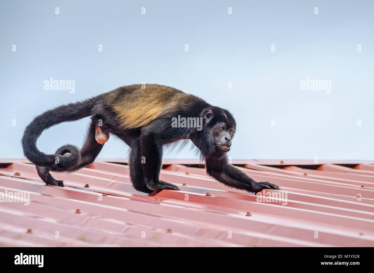 Manteau Hommes (hurleurs Alouatta palliata), ou singe à mante dorée d'exécution sur le toit de la Lodge dans le Parc National de Tortuguero, Costa Rica. Banque D'Images