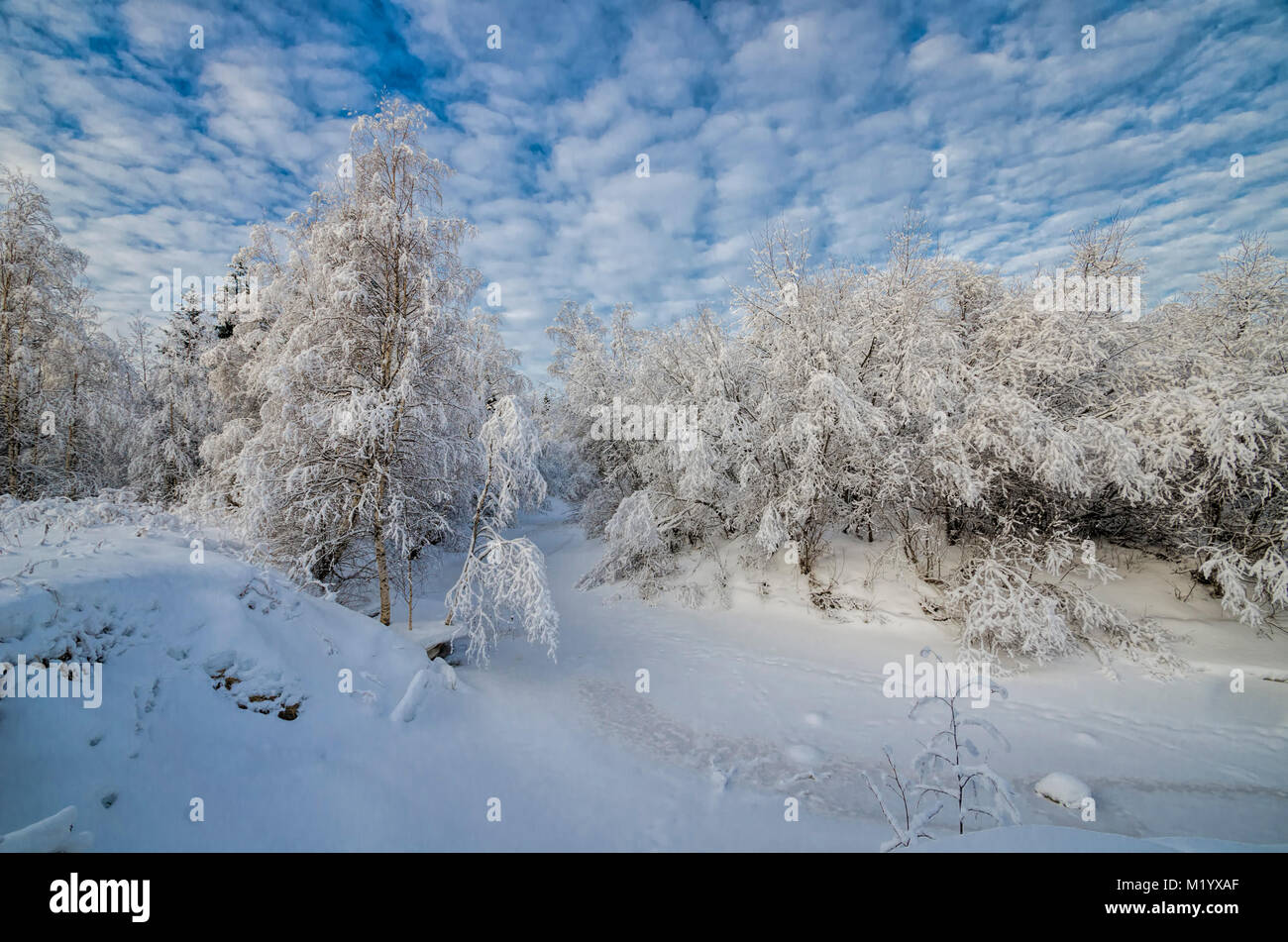 Belle forêt d'hiver dans la neige blanche Banque D'Images