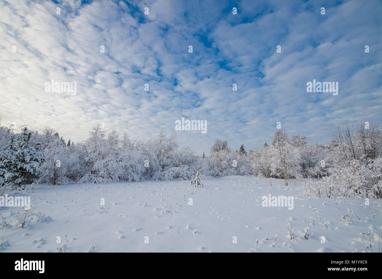 Belle forêt d'hiver dans la neige blanche Banque D'Images