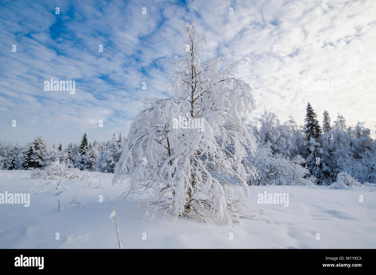 Belle forêt d'hiver dans la neige blanche Banque D'Images