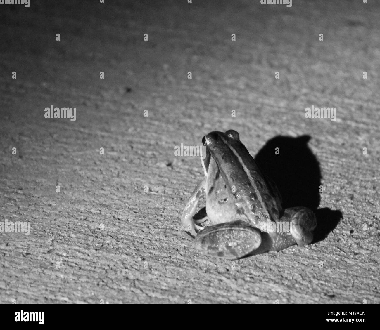 Seul le noir et blanc dans la nuit encore grenouille Banque D'Images