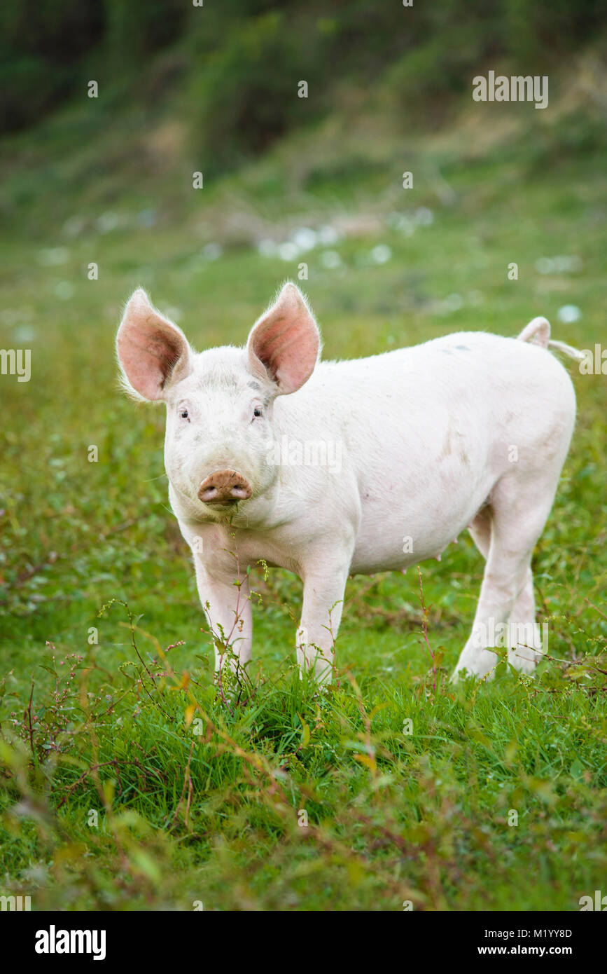 Le cochon jouant dans les champs Banque D'Images