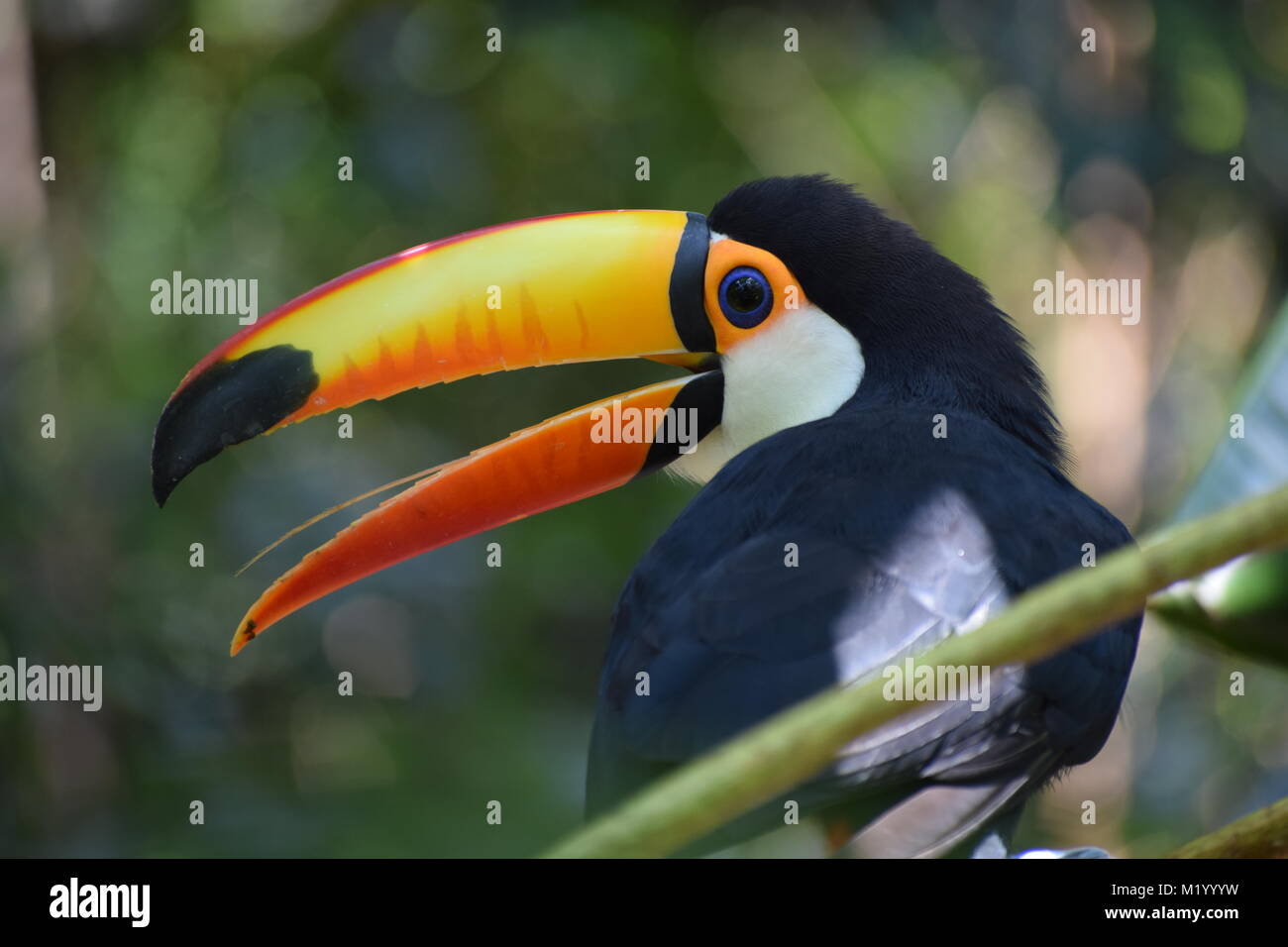 Oiseau D Amérique Du Sud 7 Lettres