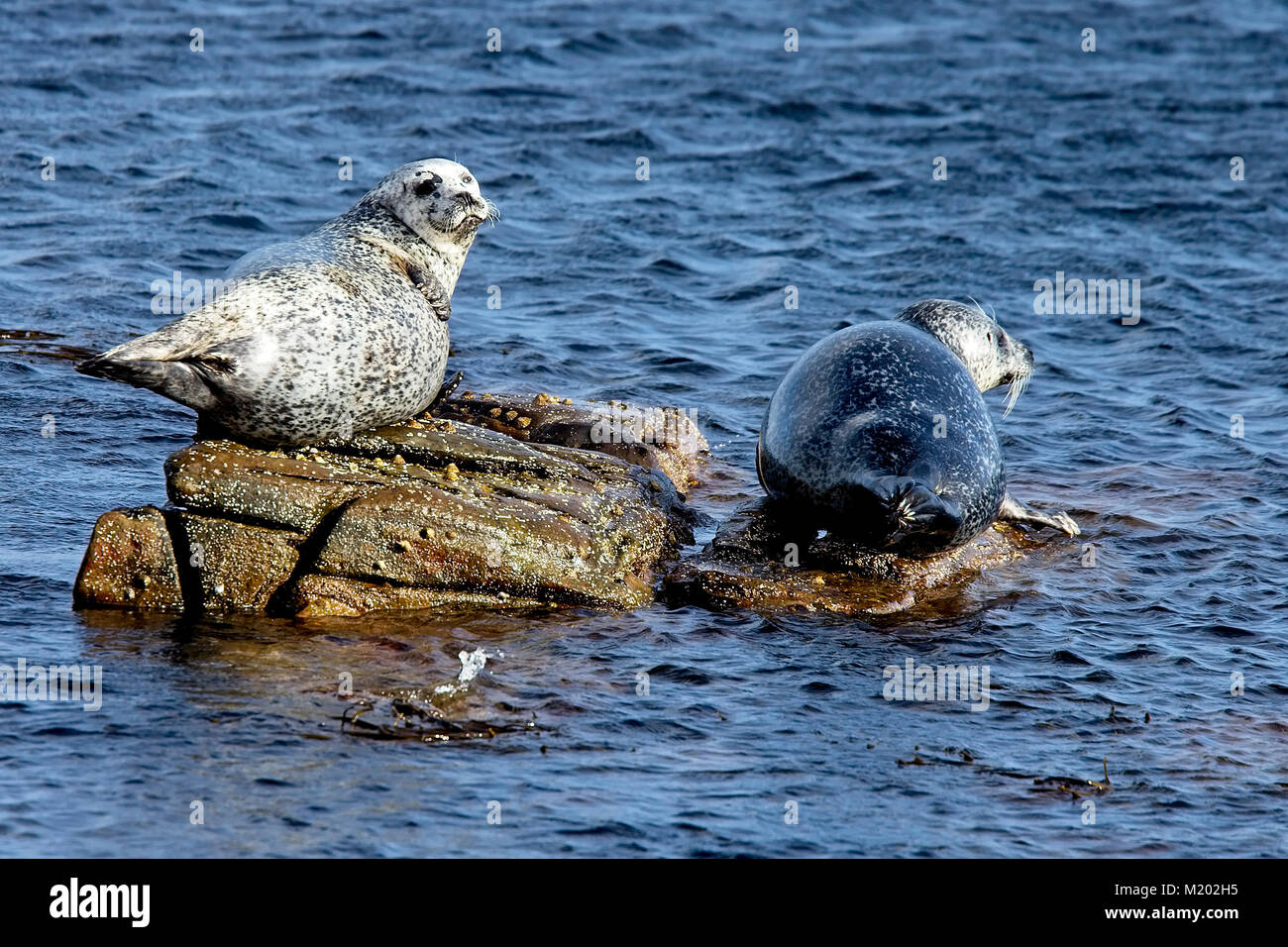 Ou du Phoque commun (Phoca vitulina), deux au soleil sur des rochers, Shetland, Scotland, UK. Banque D'Images