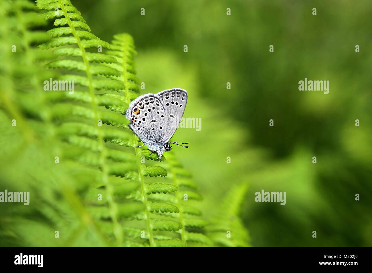 Papillon bleu commun, icarus Plebeius, reposant sur une fougère Banque D'Images