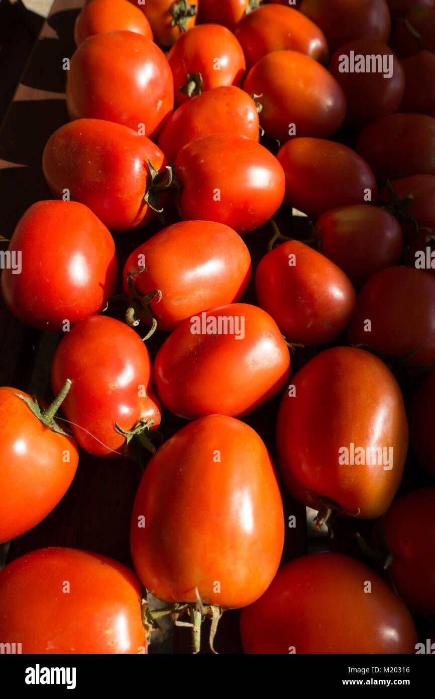 Les tomates Roma organique Banque D'Images