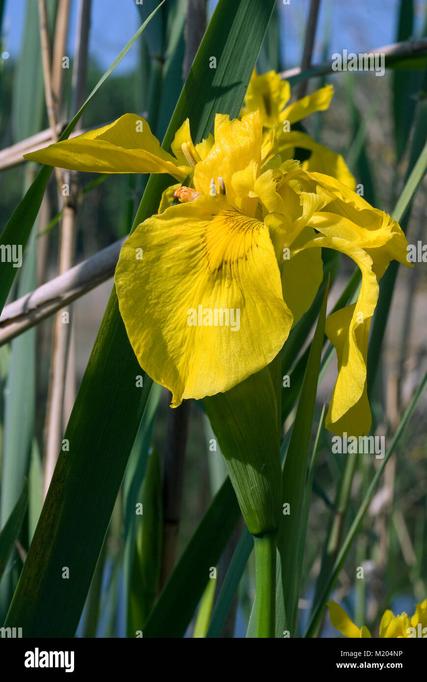 Iris jaune (Iris pseudacorus), Lac d'Alviano, WWF oasis, Terni, Ombrie, Italie Banque D'Images