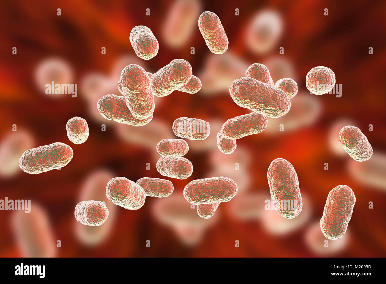 Porphyromonas gingivalis bactérie orale,ordinateur illustration.P.gingivalis (anciennement connu sous le nom de Bacteroides gingivalis) fait partie de la flore normale de la bouche, l'intestin et tractus urogénital.C'est une forme de bâtonnet Gram-négatif, anaérobie,trouvés dans les lésions parodontales et associés à des profils maladies parodontales tels que : la gingivite (maladie des gencives), les infections parodontales gingivite ulcéro,et la bouche des abcès.Environ 70 à 90  % des jeunes adultes et plus âgés ont associé Porphyromonas gingivalis gingivite,un processus inflammatoire et un possible précurseur de la parodontopathie adultes Banque D'Images