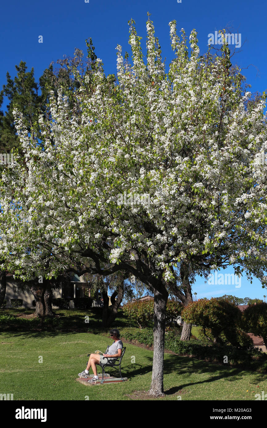 Femme assise sur un banc à l'extérieur sous un beau blanc Floraison du poirier d'ornement dans un jardin au soleil,avec de l'herbe bien verte, ciel bleu,reposant. Banque D'Images