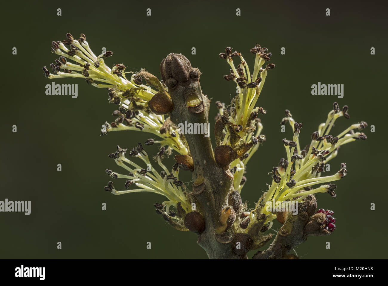 Frêne à feuilles étroites, Fraxinus angustifolia, en fleurs au début du printemps. Banque D'Images