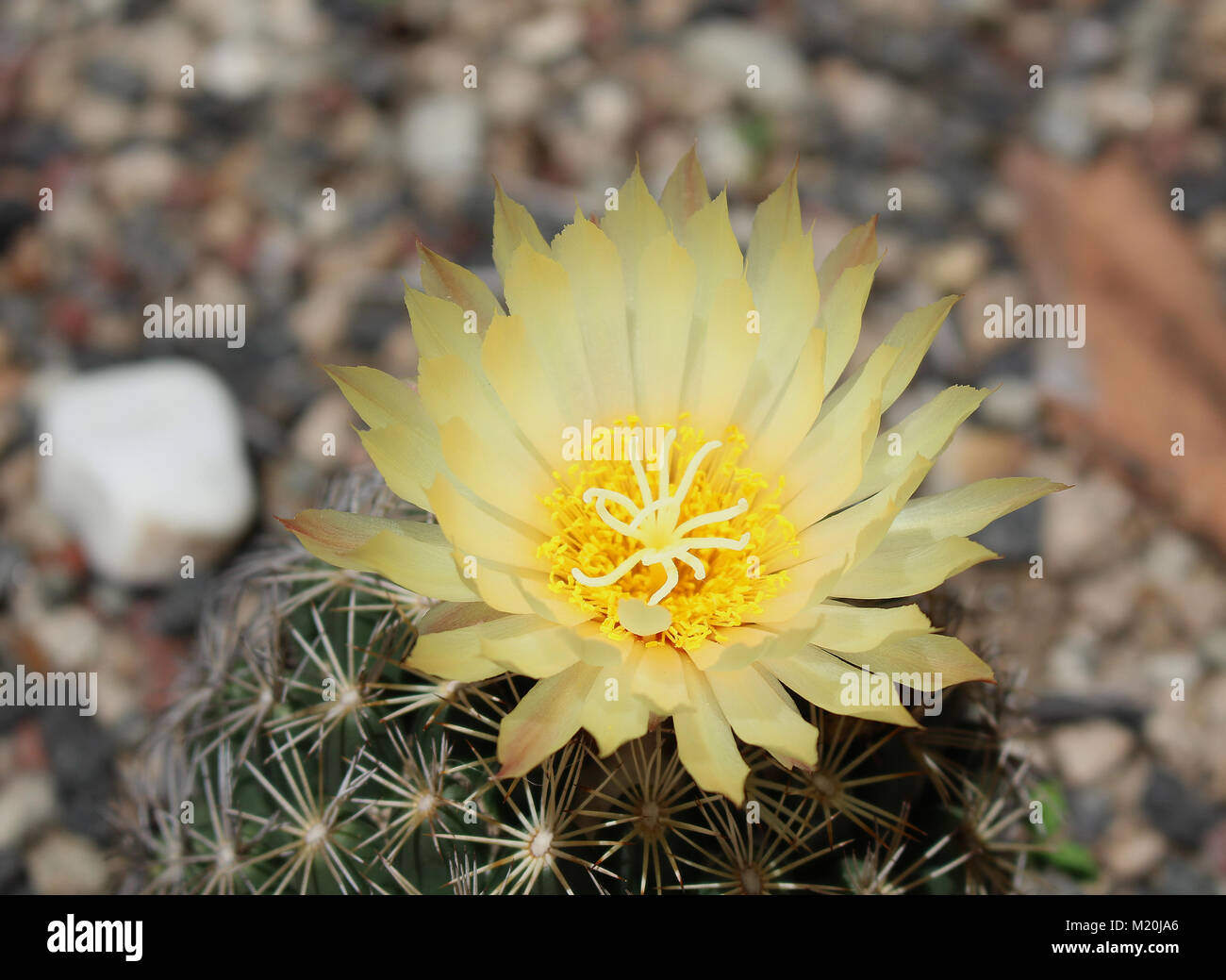 Belle fleur jaune avec cactus Banque D'Images