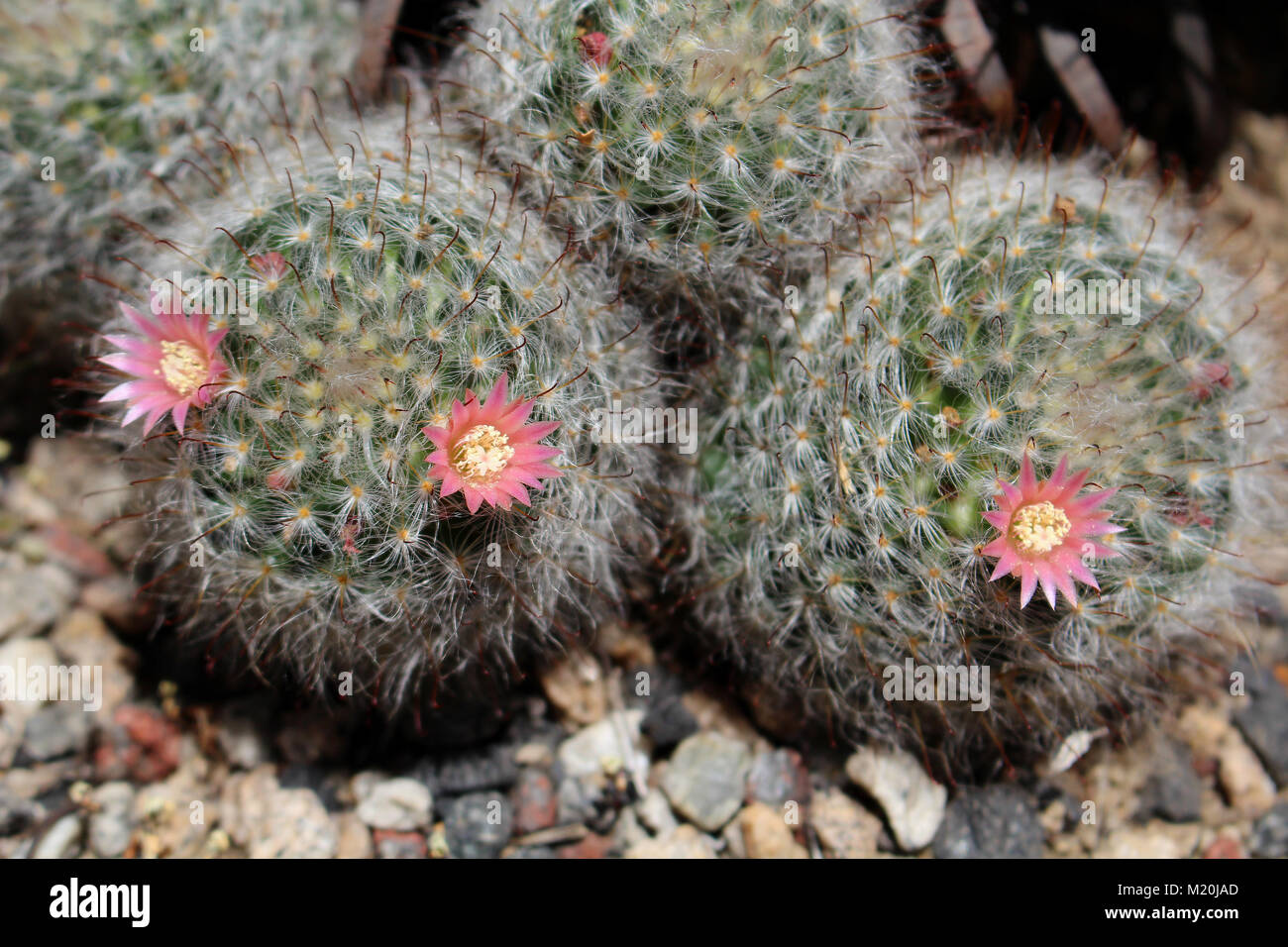 Cactus - Mamillaria sp. en fleurs Banque D'Images