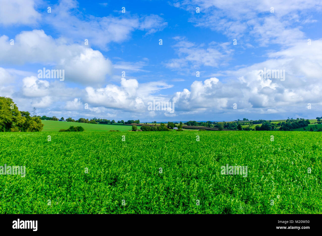 Champ de Lucerne en été dans la campagne de l'Orne, Normandie, France Banque D'Images