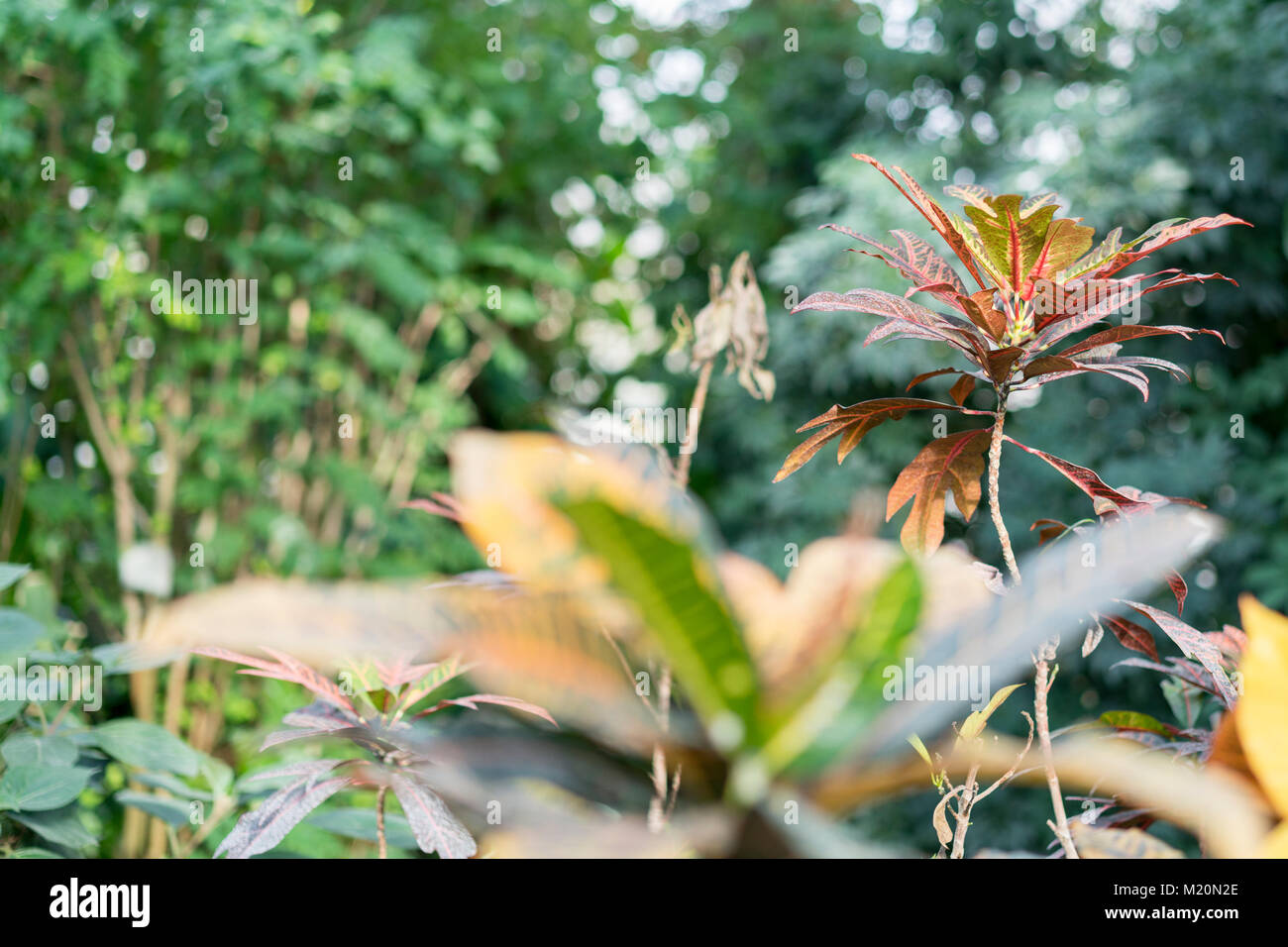 Croton avec pustrous feuilles dans le jardin Banque D'Images