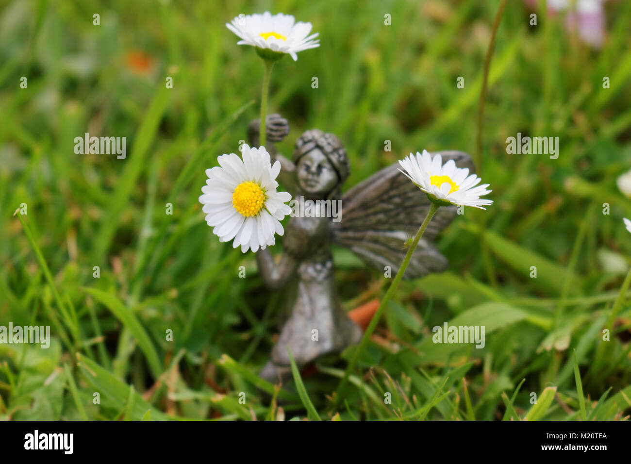 Garden fairy girl holding marguerites. Banque D'Images